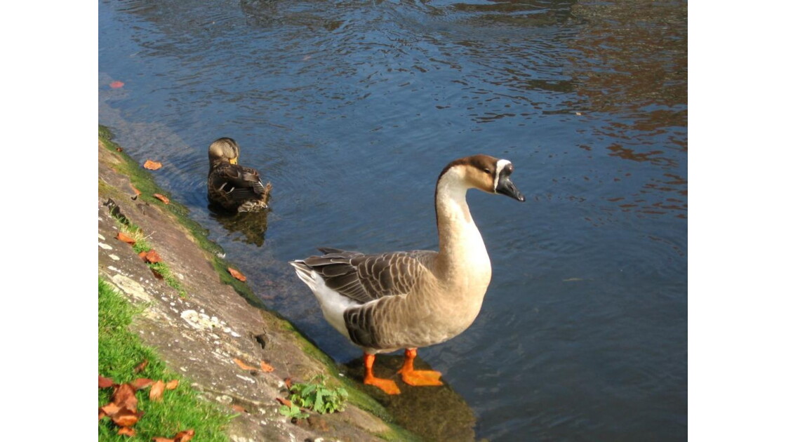 L Oie Sauvage Geo Fr L Oie Sauvage Geo Fr