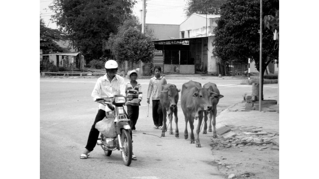 Petits vachers - Nha Trang - Saigon