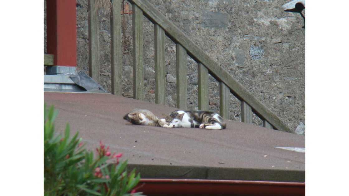 Des chats sur un toit brûlant , Geo.fr