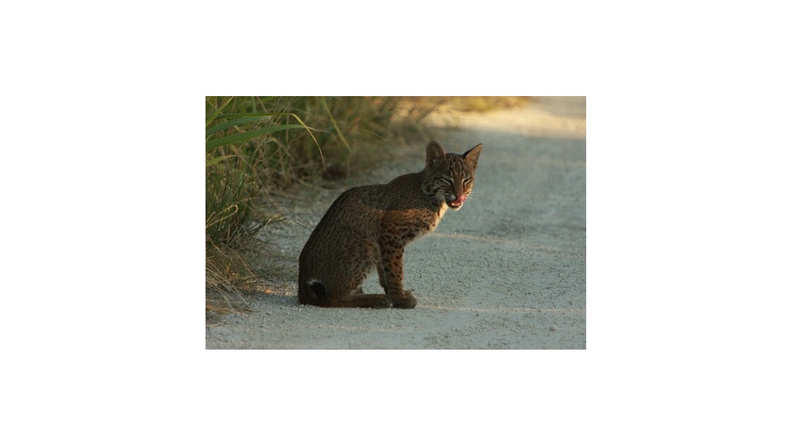Lynx de Floride (bobcat)