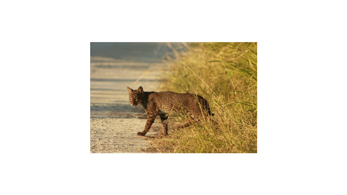 Lynx de Floride (bobcat)