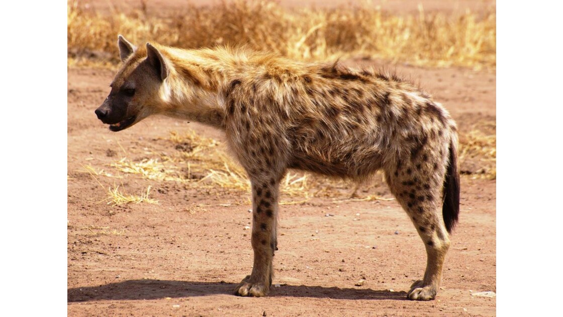 Fisi (hyène)