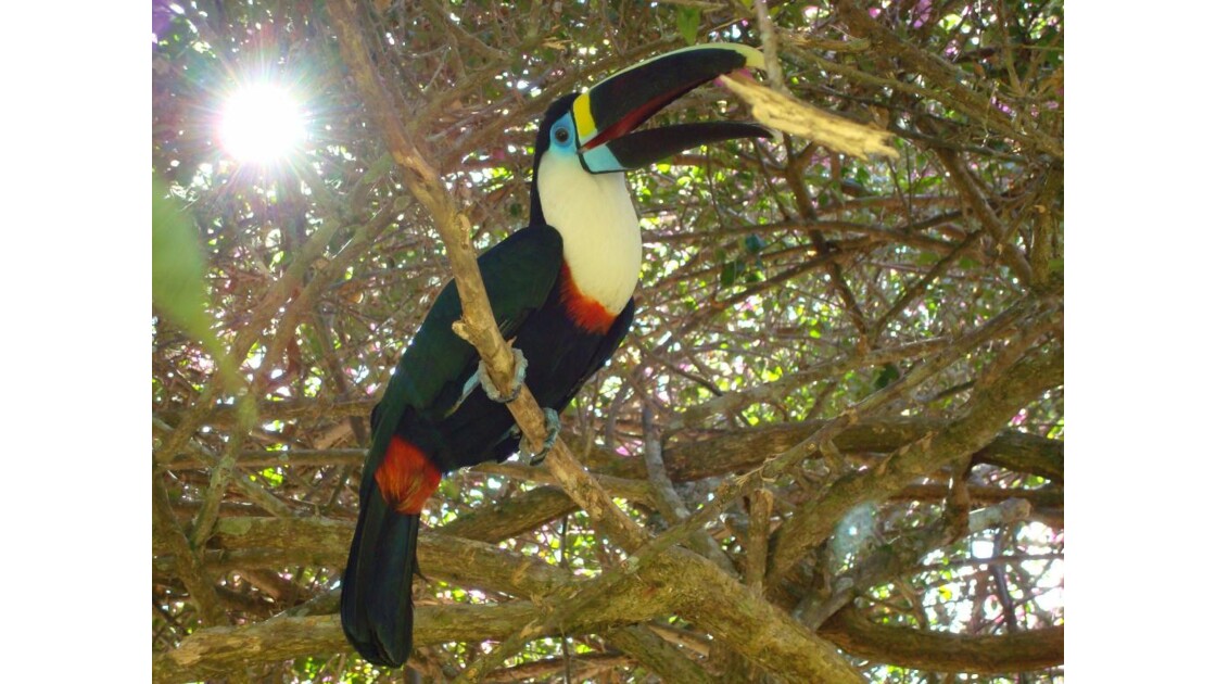 Toucan forêt amazonienne Pérou.JPG