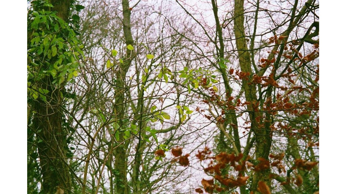 Forêt des Brayes, Oise, janvier 2007