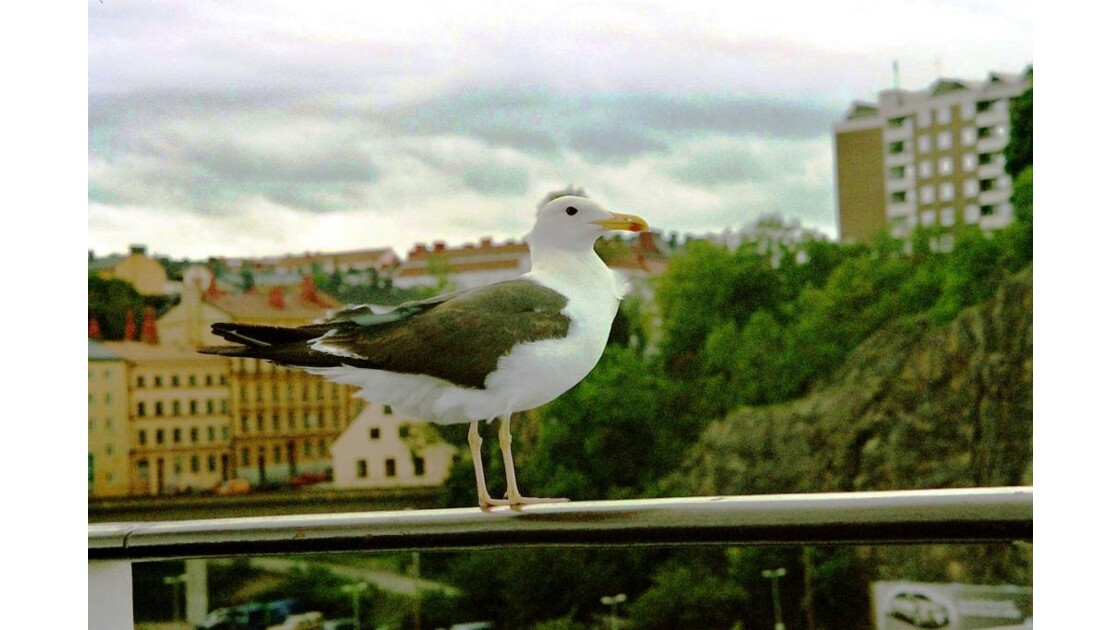 Oiseau sur le ferry, Stockholm 2008