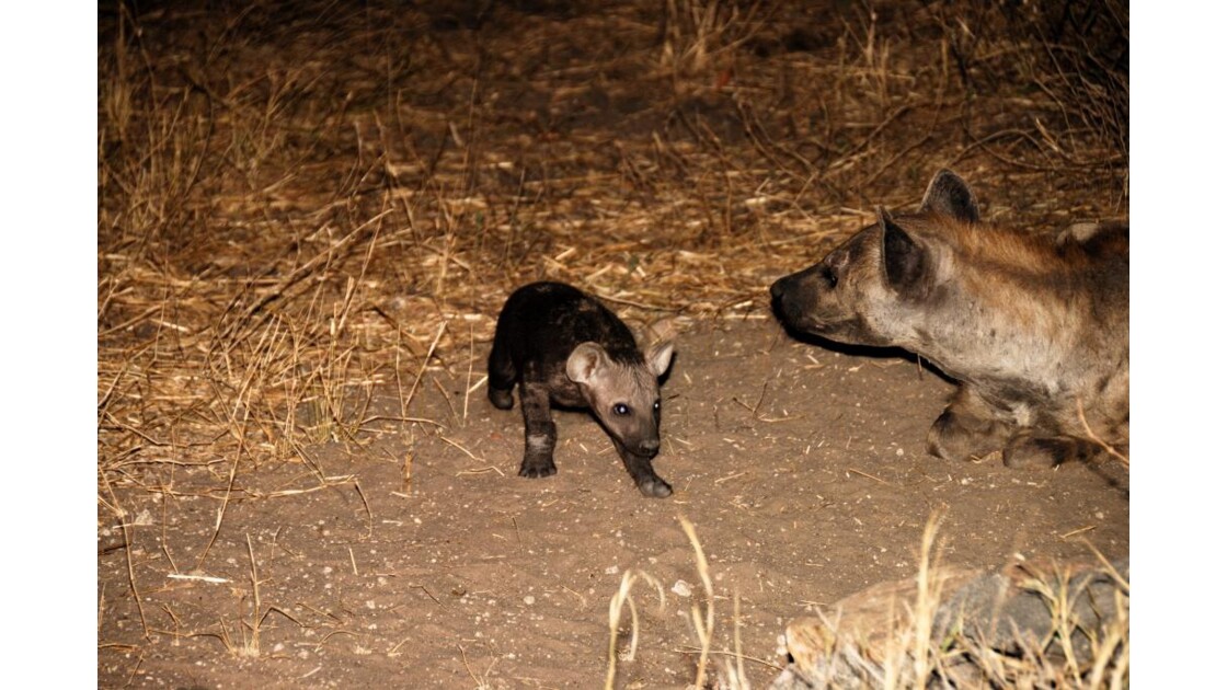 Bébé hyène et sa mère