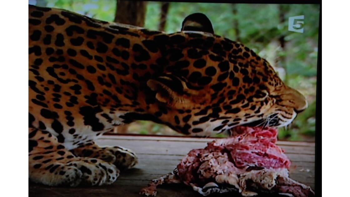 repas du jaguar