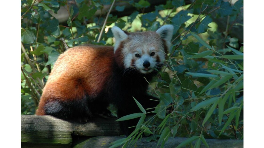 Petit panda mange du bambou