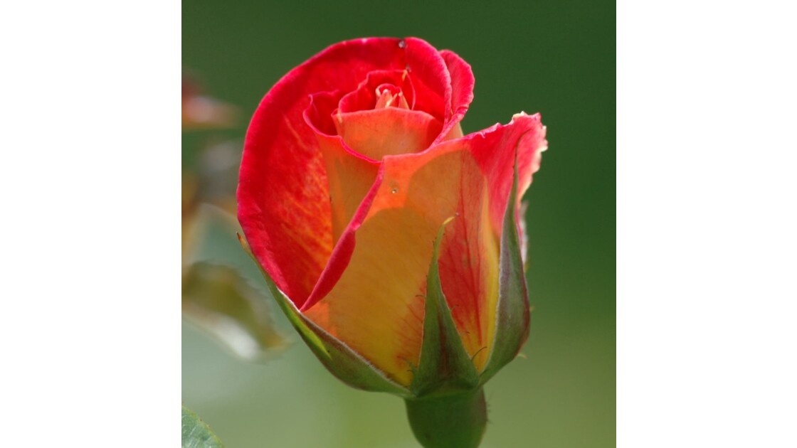 Rose de jardin
