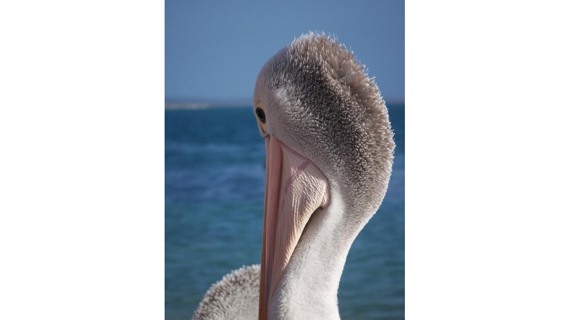 Pelican,WA, Australie