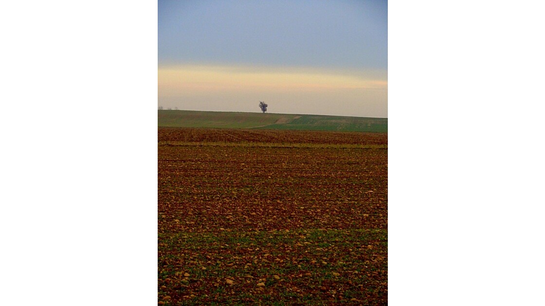 Steppe agricole