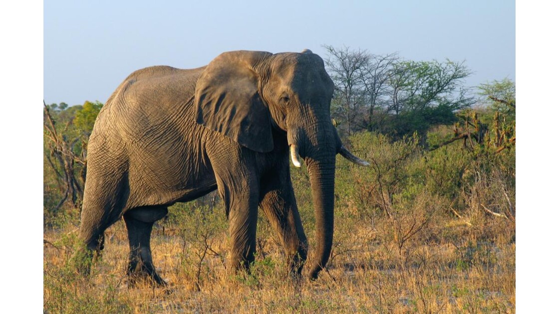 zimbabwe_elephant_04.jpg