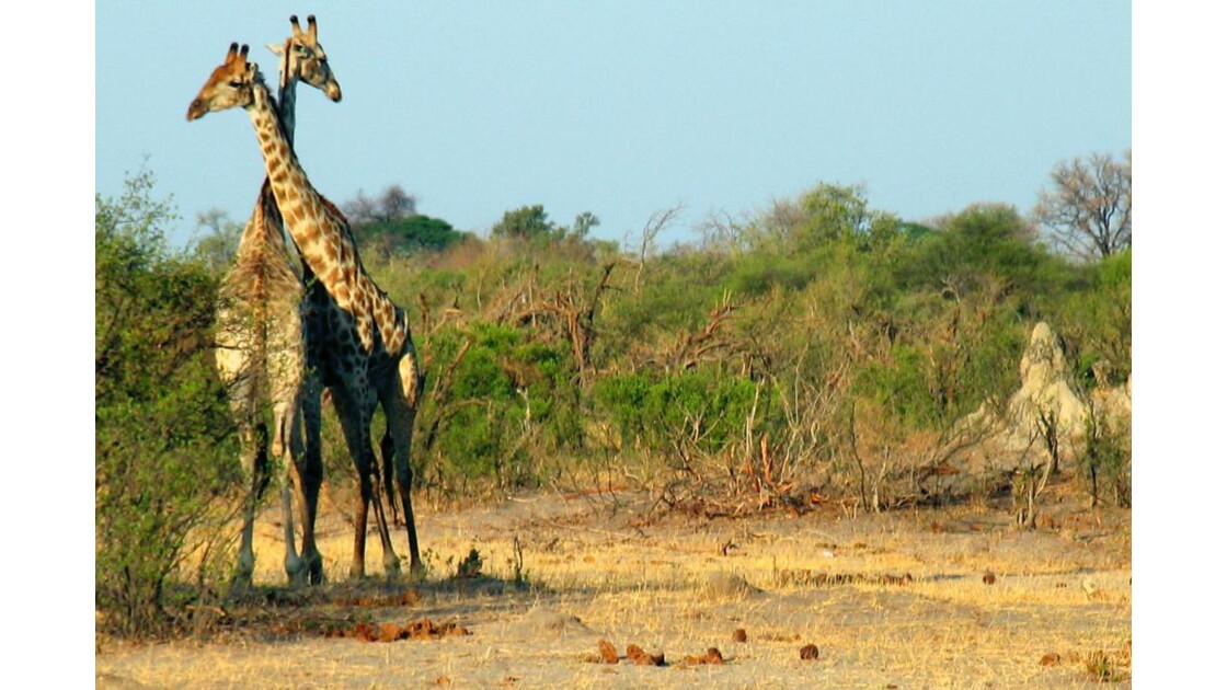 zimbabwe_girafe_01.jpg