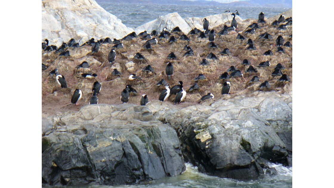 Colonie de cormorans