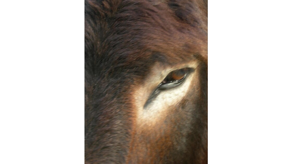 La mule
