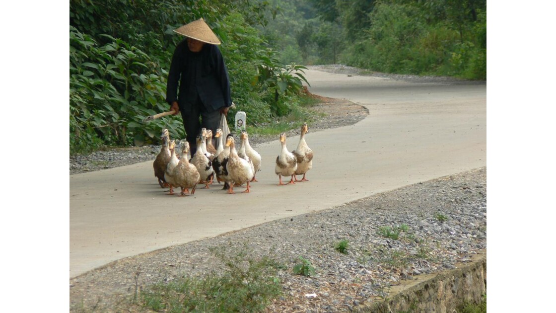Femme et ses canards - Yangshuo- Chine