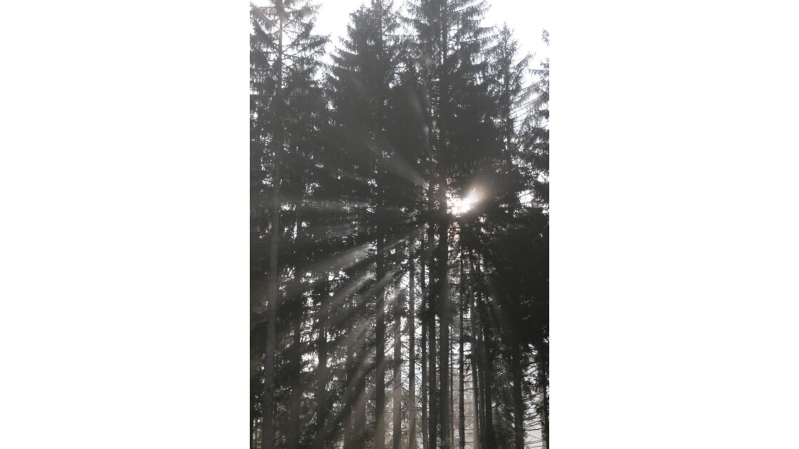Soleil dans les arbres