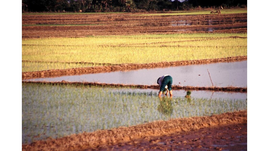 Cambodge culture du riz 12 repiquage