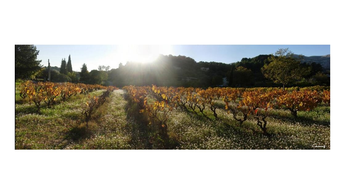 Paysage de Provence La Vigne d'Automne à