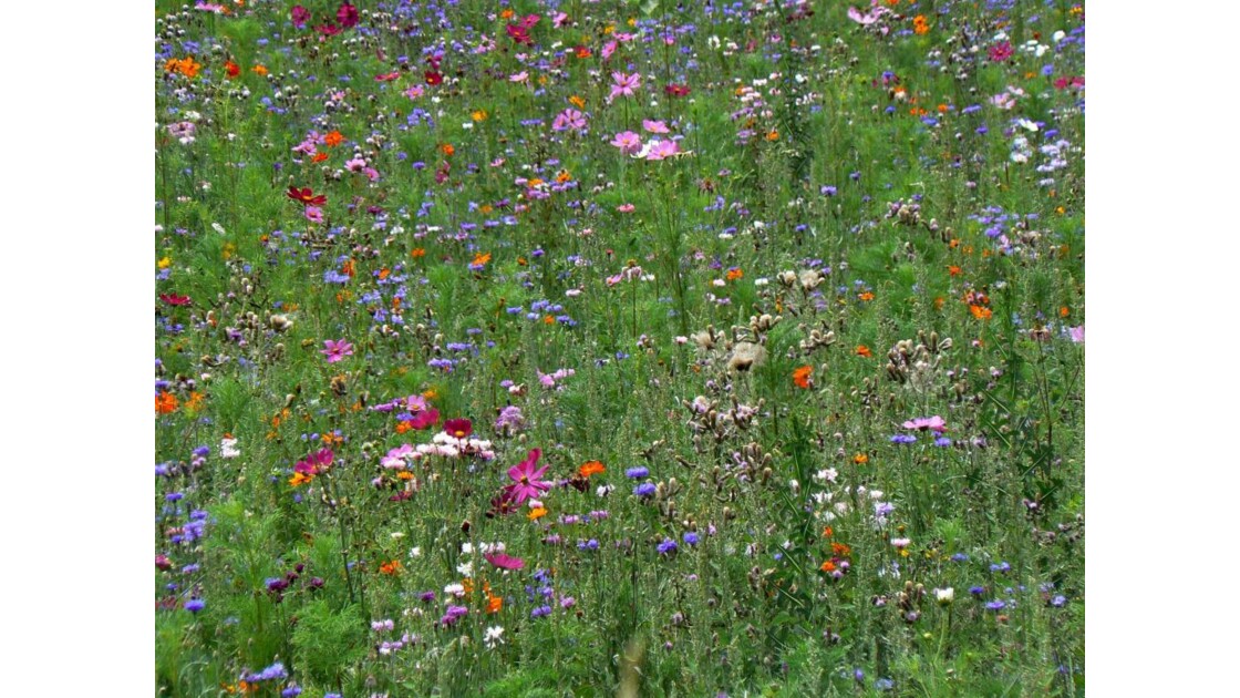 Fleurs des champs - Tarn - France
