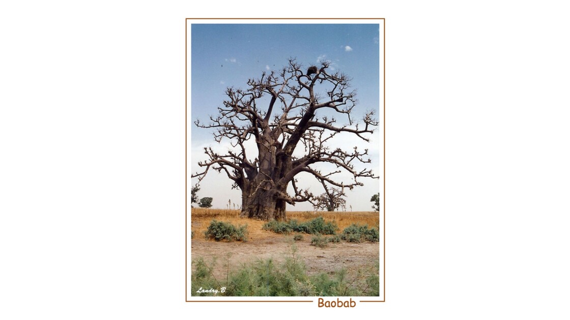 Baobab emblème du Sénégal