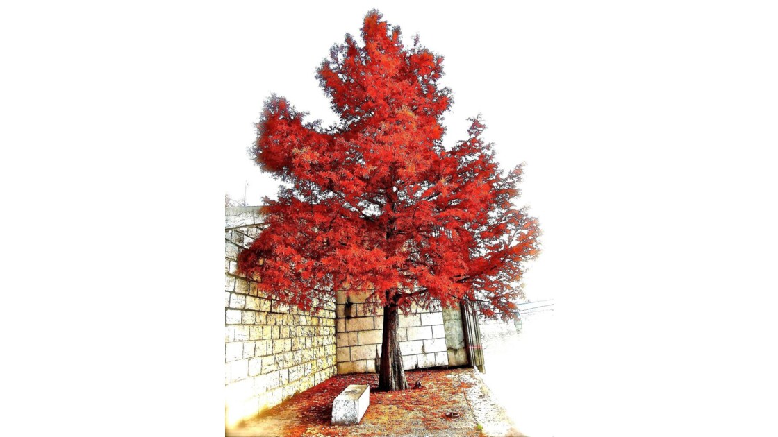 " (RED) " Tree ...