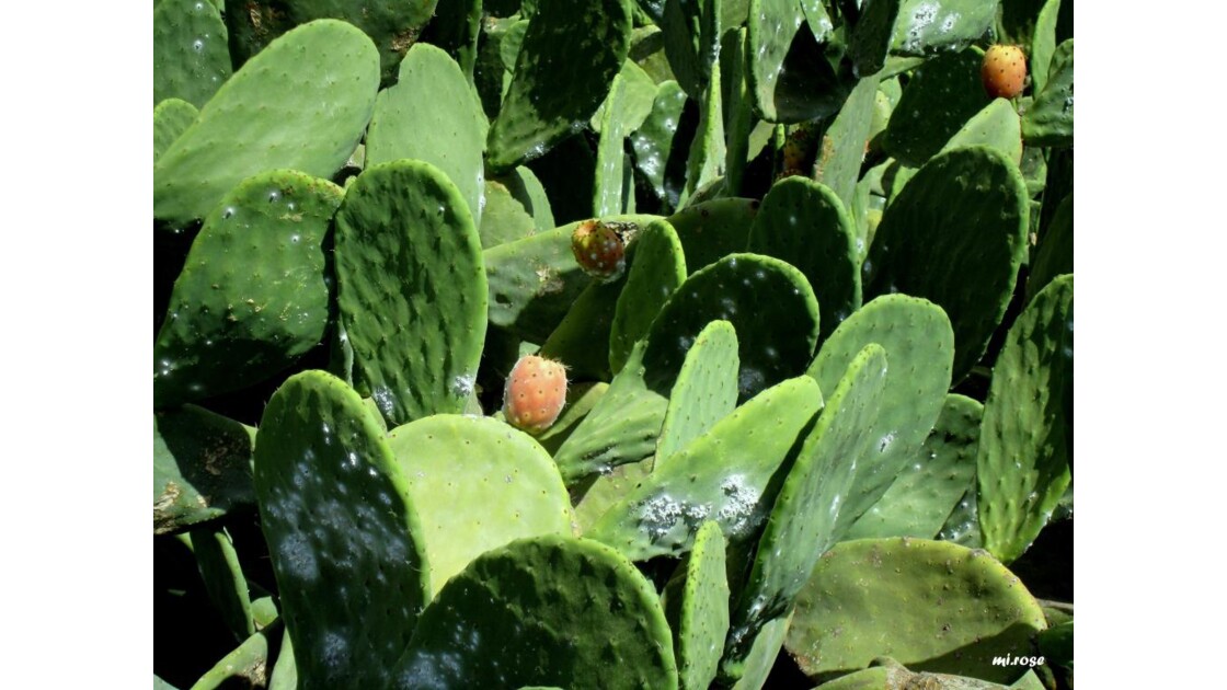 011-Cochenille sur cactus.JPG