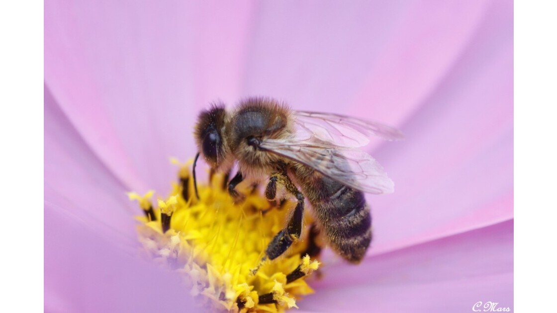 _A protéger  nos abeilles