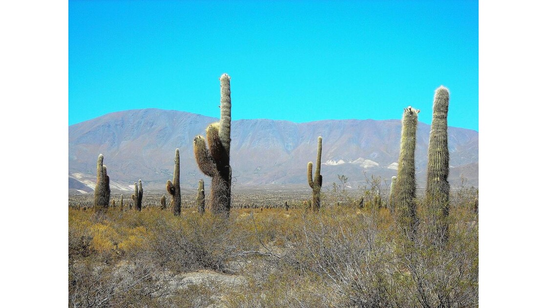 Dans le parc national des cactus