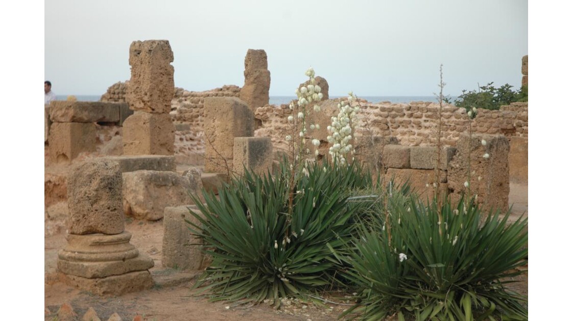 ruines romaines à Tipaza, près d'Alger