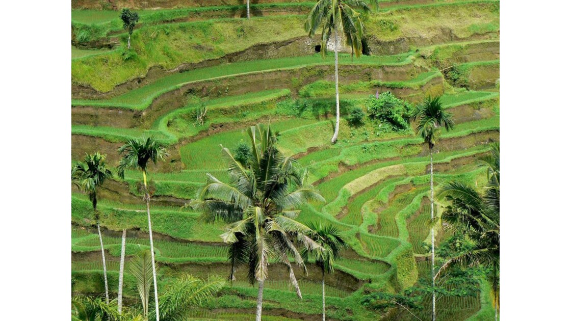 Rizières de Tegallalang - Bali