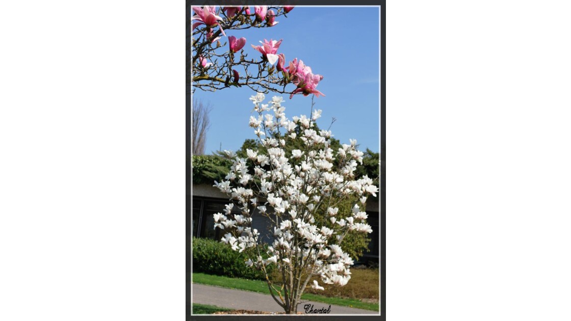 Magnolias for ever....