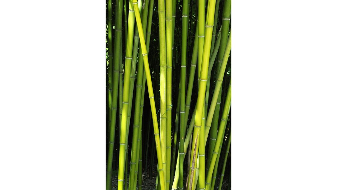 Bamboo45.jpg