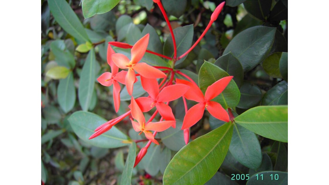 Fleur du Cameroun