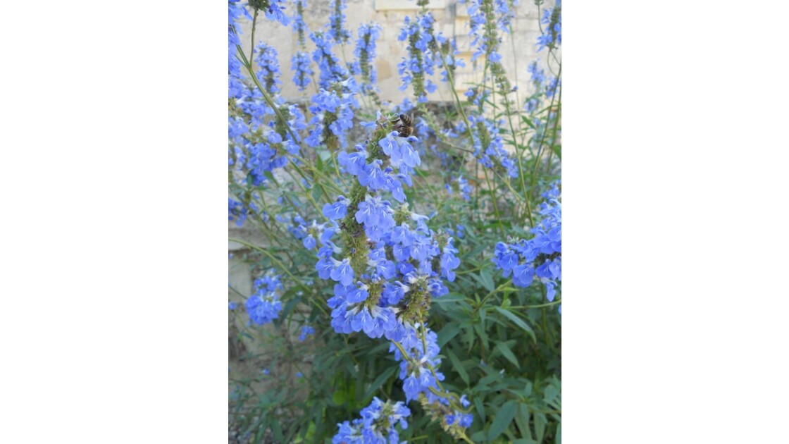 Jolies fleurs bleues Château de Chinon
