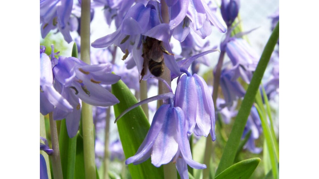 abeille dans jacinthe