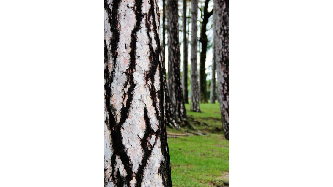 forêt de pins