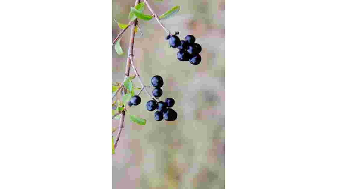 Baies noires., Toutes minis ces baies, les plus grosses... Geo.fr