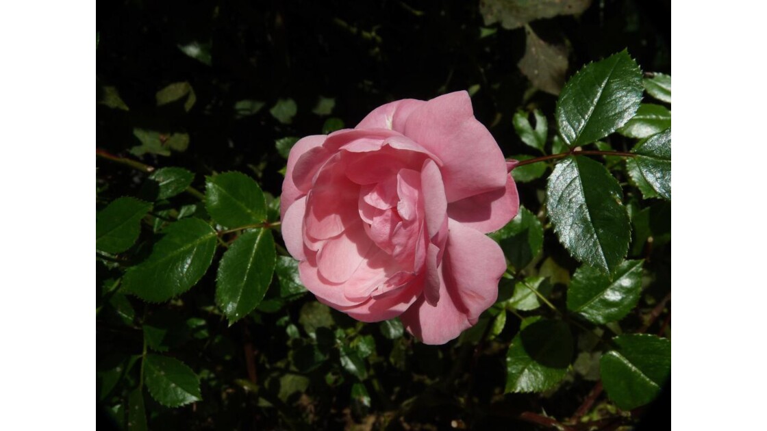 Une rose rose 