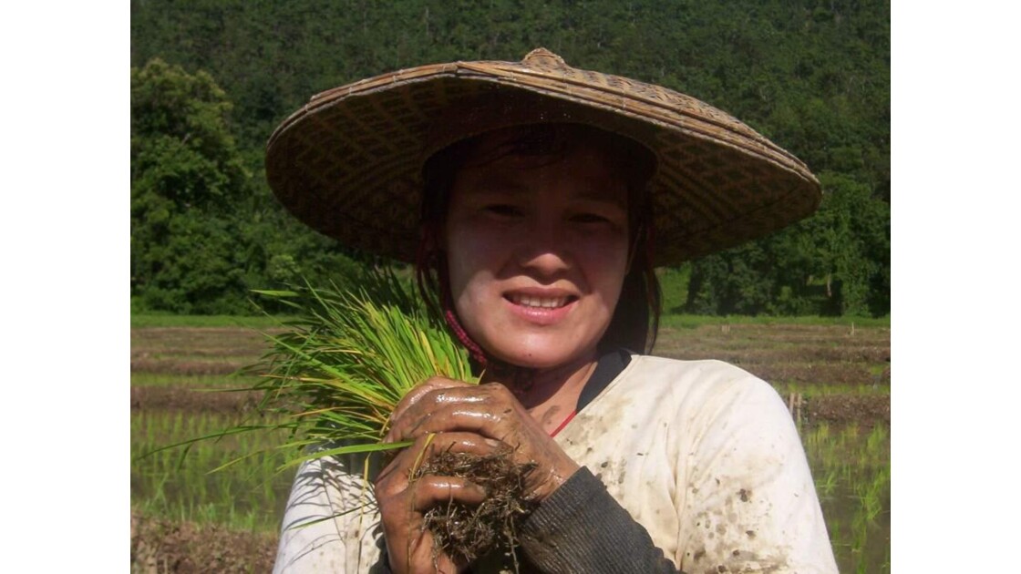 Thailande jeune femme dans les riziéres