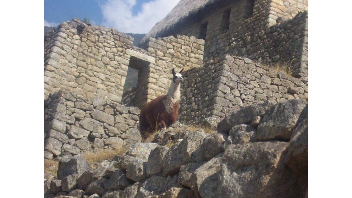 Pérou Machu Picchu Lama