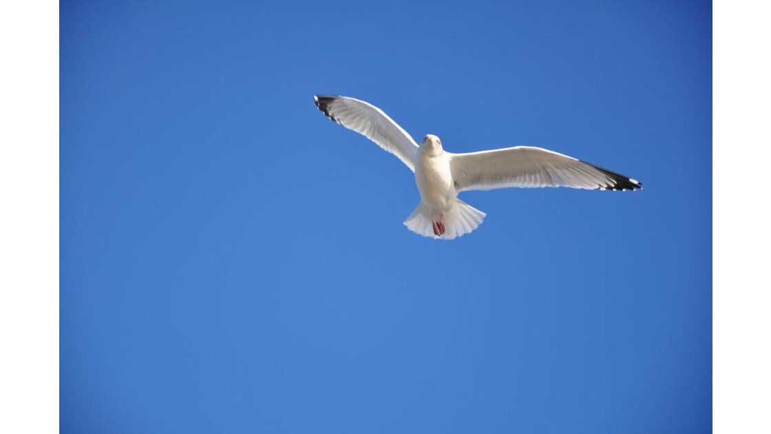 Vol De Mouette 1 Geo Fr