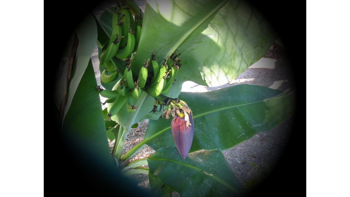 Régime de Bananes à Punta Cana_44_