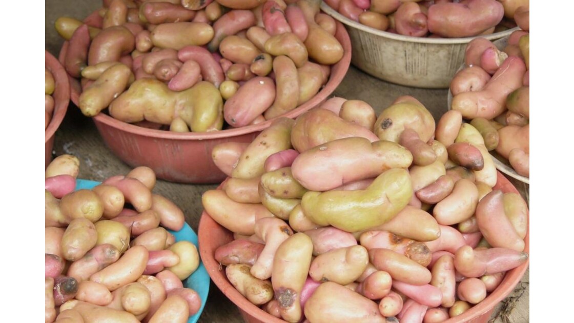 Patates (Equateur)