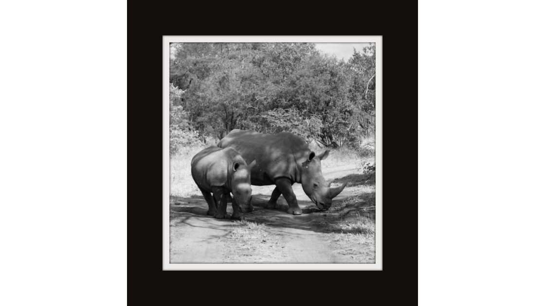 Maman et bébé rhino