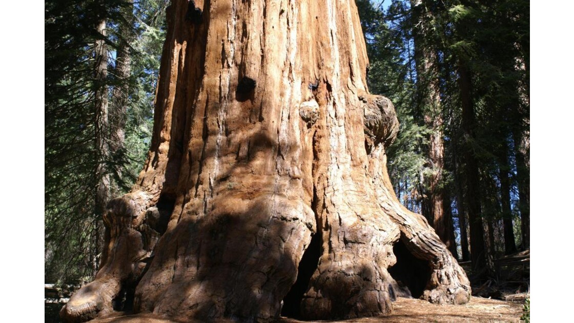 Immense Sequoia