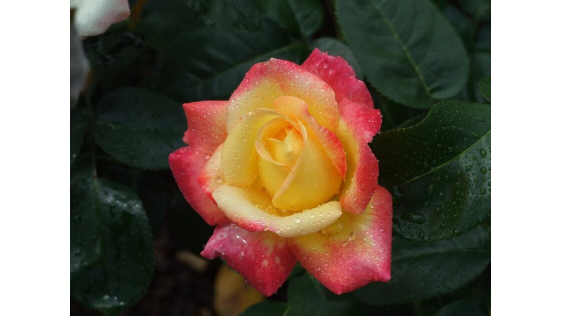 Rose du jardin pour vous.JPG