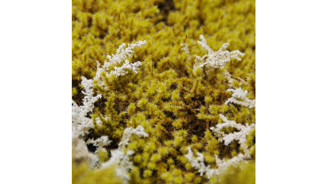 lichens étranges