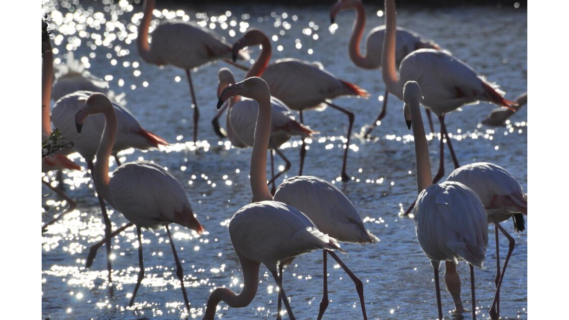 _DSC0544.JPGParade Nuptiale, Geo.fr
