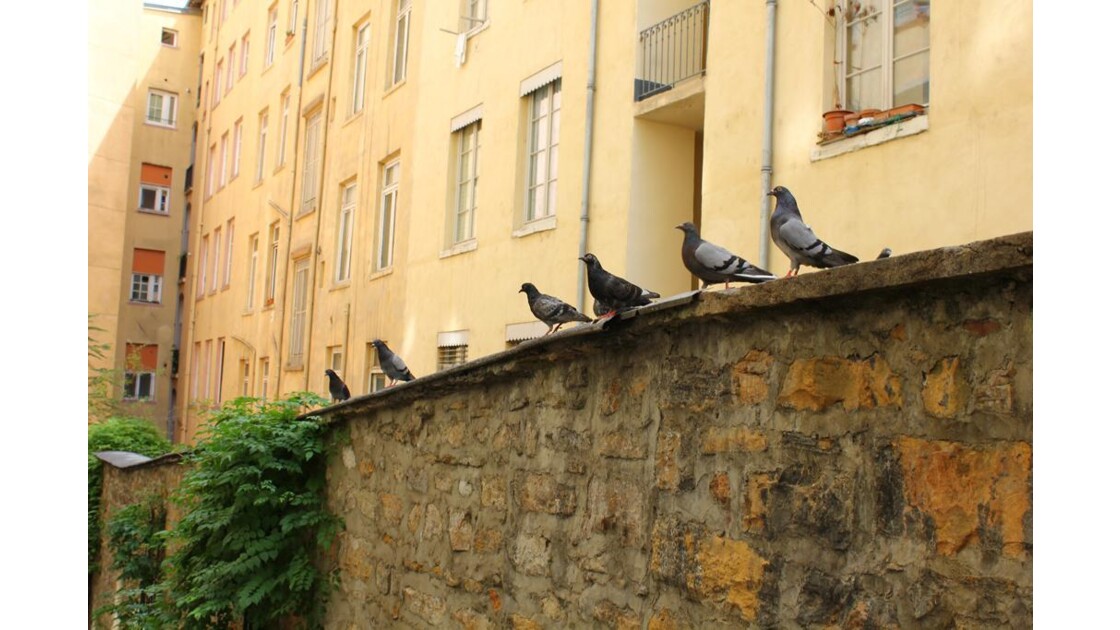 Lyon_pigeons.JPG